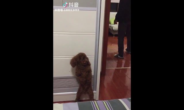 VIDEO – Ce caniche joue à cache-cache avec son maître