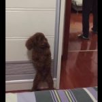 VIDEO – Ce caniche joue à cache-cache avec son maître