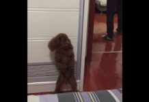 VIDEO – Ce caniche joue à cache-cache avec son maître