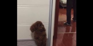 VIDEO – Ce caniche joue à cache-cache avec son maître