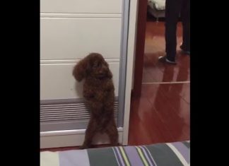 VIDEO – Ce caniche joue à cache-cache avec son maître