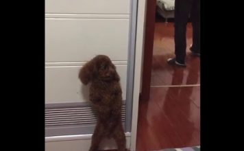 VIDEO – Ce caniche joue à cache-cache avec son maître