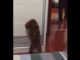VIDEO – Ce caniche joue à cache-cache avec son maître